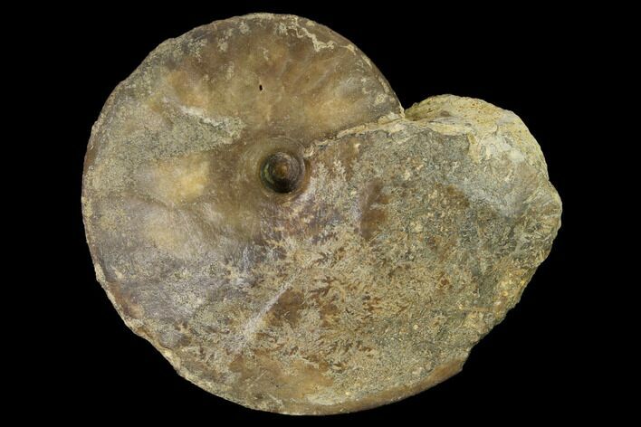 Bathonian Ammonite (Oxycerites) Fossil - France #152707